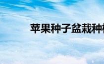 苹果种子盆栽种植方法 苹果种类