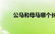 公马和母马哪个长得高 公马配驴子