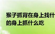 猴子抓背在身上找什么 猴子互相抓背在彼此的身上抓什么吃