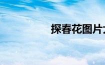 探春花图片大全 探春花