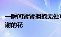 一瞬间紧紧拥抱无处可逃一吻天荒永远不会凋谢的花