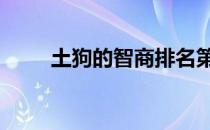 土狗的智商排名第几名 土狗的智商
