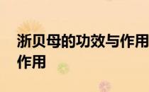 浙贝母的功效与作用及禁忌 浙贝母的功效与作用