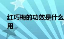 红巧梅的功效是什么 红巧梅花茶的功效与作用