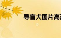 导盲犬图片高清 导盲犬图片