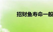 招财鱼寿命一般是多长? 招财鱼
