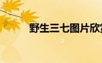 野生三七图片欣赏 野生三七图片