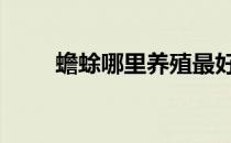 蟾蜍哪里养殖最好呢 蟾蜍养殖前景
