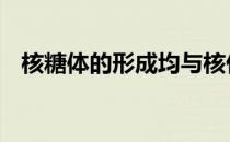 核糖体的形成均与核仁有关 核糖体的形成