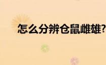怎么分辨仓鼠雌雄? 怎么分辨仓鼠雌雄