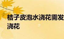 桔子皮泡水浇花需发酵多长时间 桔子皮泡水浇花