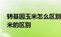 转基因玉米怎么区别 转基因玉米与正常的玉米的区别