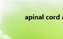 apinal cord apicould官网