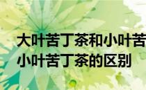 大叶苦丁茶和小叶苦丁茶区别 大叶苦丁茶与小叶苦丁茶的区别