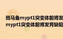 斑马鱼mypt1突变体前肾发育缺陷的机制研究(对于斑马鱼mypt1突变体前肾发育缺陷的机制研究简单介绍)