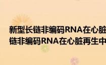新型长链非编码RNA在心脏再生中的功能研究(对于新型长链非编码RNA在心脏再生中的功能研究简单介绍)