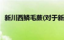 新川西鳞毛蕨(对于新川西鳞毛蕨简单介绍)