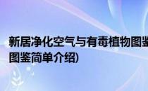 新居净化空气与有毒植物图鉴(对于新居净化空气与有毒植物图鉴简单介绍)