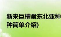 新来巨槽蚤东北亚种(对于新来巨槽蚤东北亚种简单介绍)