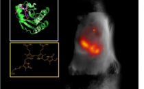发光的小蛋白质使研究人员能够更深入地观察活组织