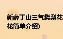 新薛丁山三气樊梨花(对于新薛丁山三气樊梨花简单介绍)