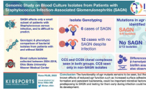 葡萄球菌感染引起的肾脏疾病可能与细菌基因突变有关