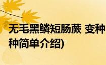 无毛黑鳞短肠蕨 变种(对于无毛黑鳞短肠蕨 变种简单介绍)