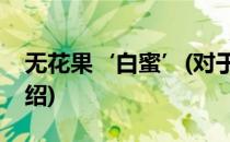 无花果‘白蜜’(对于无花果‘白蜜’简单介绍)