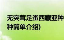 无突茸足蚤西藏亚种(对于无突茸足蚤西藏亚种简单介绍)
