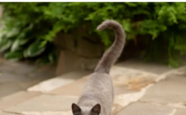 为什么你的猫的尾巴会打个问号
