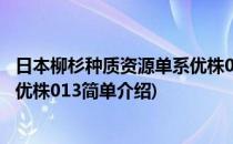 日本柳杉种质资源单系优株013(对于日本柳杉种质资源单系优株013简单介绍)