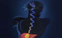 研究表明肝癌如何劫持细胞内的生物钟机制