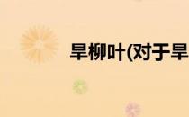 旱柳叶(对于旱柳叶简单介绍)