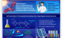 在光合细菌中重建天然光捕获纳米环