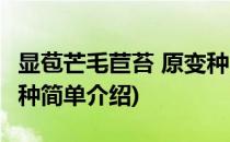 显苞芒毛苣苔 原变种(对于显苞芒毛苣苔 原变种简单介绍)
