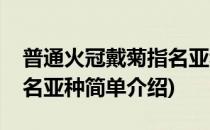 普通火冠戴菊指名亚种(对于普通火冠戴菊指名亚种简单介绍)