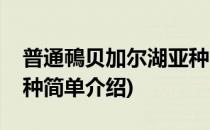 普通鳾贝加尔湖亚种(对于普通鳾贝加尔湖亚种简单介绍)