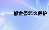 郁金香怎么养护（郁金香怎么养）