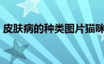 皮肤病的种类图片猫咪（皮肤病的种类图片）