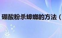 硼酸粉杀蟑螂的方法（杀蟑螂最有效的方法）