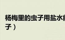 杨梅里的虫子用盐水能泡干净吗（杨梅里的虫子）