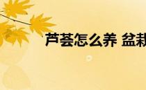 芦荟怎么养 盆栽（芦荟怎么养）