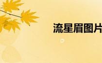 流星眉图片（流星眉）