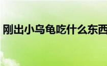 刚出小乌龟吃什么东西（小乌龟吃什么东西）
