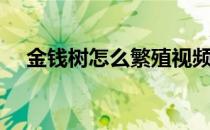 金钱树怎么繁殖视频（金钱树怎么繁殖）