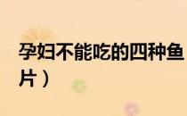 孕妇不能吃的四种鱼（孕妇不能吃4种鱼的图片）