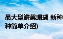 最大型鳞巢珊瑚 新种(对于最大型鳞巢珊瑚 新种简单介绍)