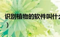 识别植物的软件叫什么名字（识别植物的软件）