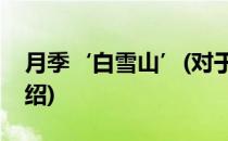 月季‘白雪山’(对于月季‘白雪山’简单介绍)