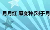 月月红 原变种(对于月月红 原变种简单介绍)